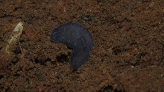 Phagocata velata