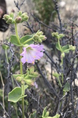 Mirabilis tenuiloba