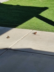 Haemorhous mexicanus