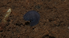 Phagocata velata