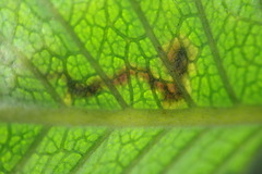 Phytomyza eriodictyi