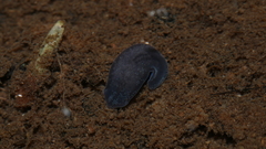 Phagocata velata