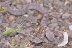 Telescopus fallax pallidus