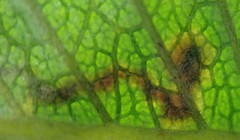 Phytomyza eriodictyi