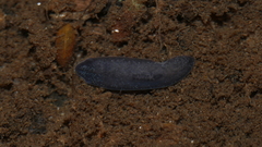 Phagocata velata