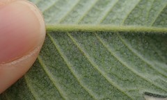 Phytomyza eriodictyi