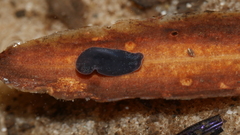 Phagocata velata