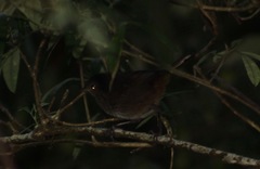 Pycnoptilus floccosus