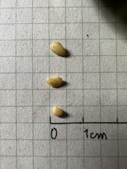 Solanum oblongifolium