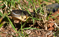 Acanthochelys macrocephala