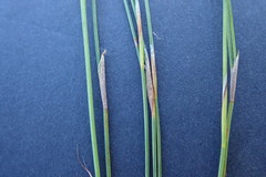 Anthochortus capensis