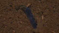 Phagocata velata