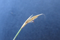 Anthochortus capensis