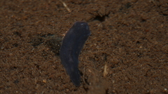 Phagocata velata