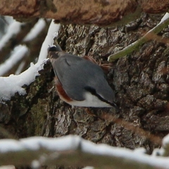 Sitta europaea europaea