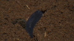 Phagocata velata