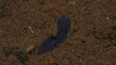 Phagocata velata