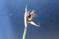 Anthochortus capensis