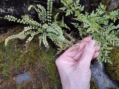 Asplenium adulterinum