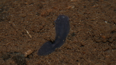 Phagocata velata