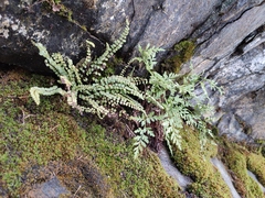 Asplenium adulterinum