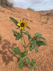 Helianthus anomalus