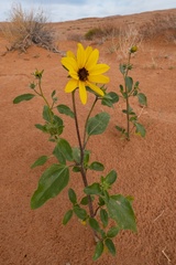 Helianthus anomalus