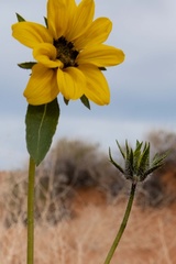 Helianthus anomalus