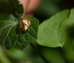 Chelymorpha indigesta