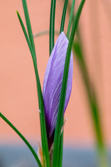 Crocus sativus
