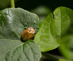 Chelymorpha indigesta