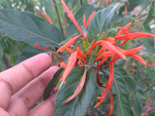 Justicia spicigera