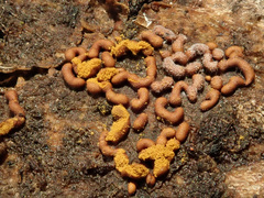 Ophiotheca chrysosperma