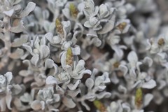 Cratystylis conocephala
