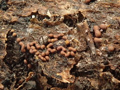 Ophiotheca chrysosperma