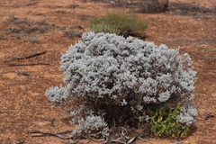 Cratystylis conocephala