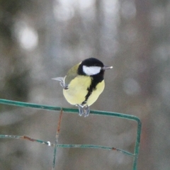 Parus major
