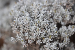 Cratystylis conocephala