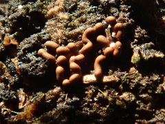 Ophiotheca chrysosperma