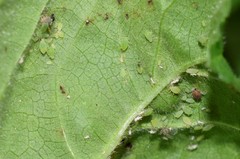 Aphis umbrella