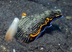 Armina occulta