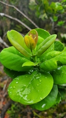 Santalum paniculatum