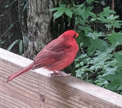 Cardinalis cardinalis image