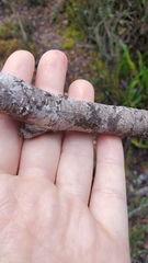 Santalum paniculatum