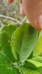 Santalum paniculatum