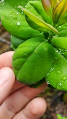 Santalum paniculatum