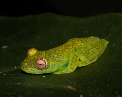 Aplastodiscus ehrhardti