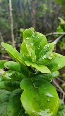 Santalum paniculatum