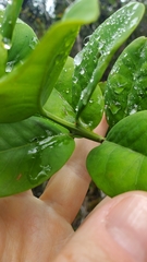 Santalum paniculatum