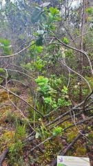 Santalum paniculatum